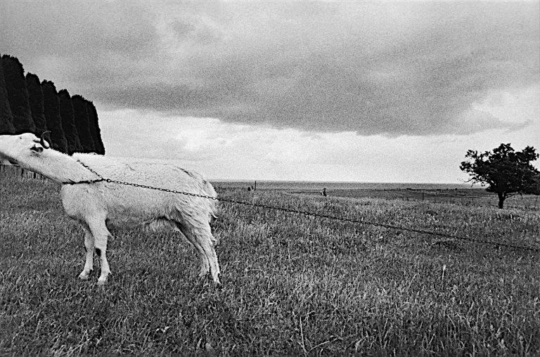 The Goat Geelong 1979 Philip Quirk