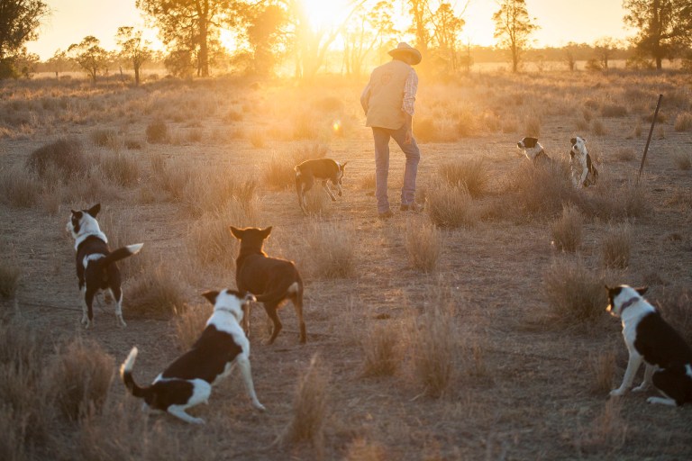 Drover, Bill Little, heads out to select working dogs for the da