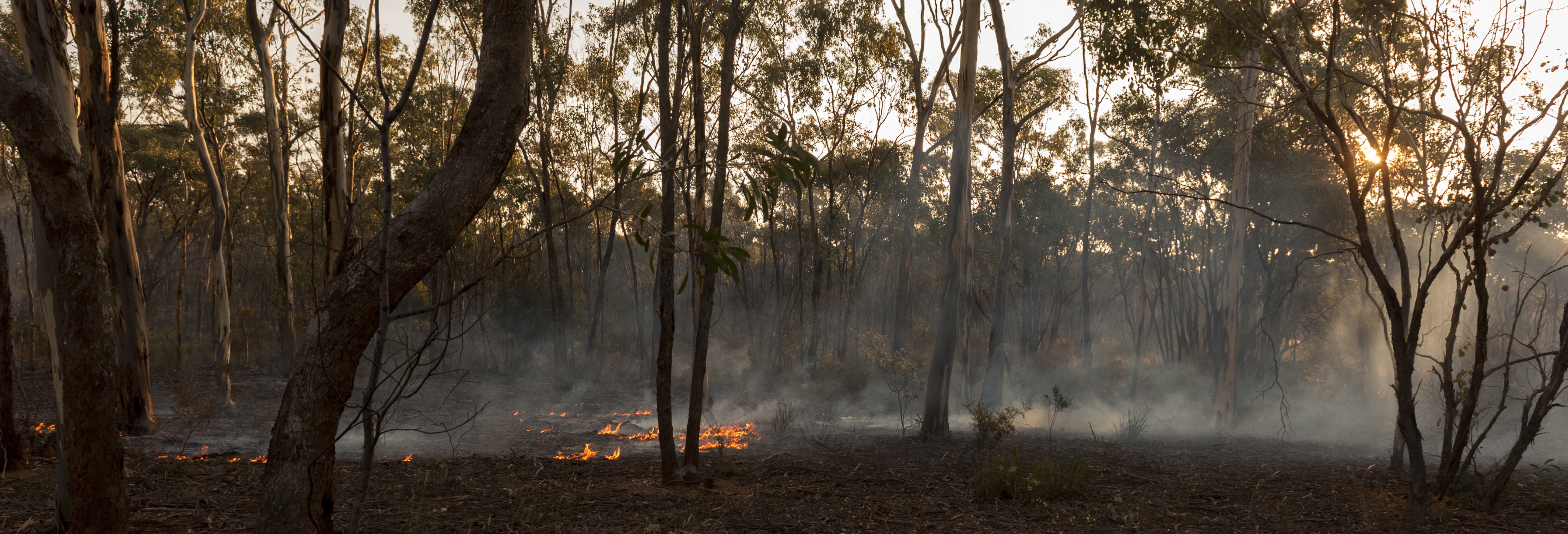 DELWP Planned Burn, Historic Burn according to traditional indigenous practice